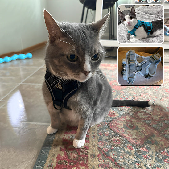 harnais-chat-securise