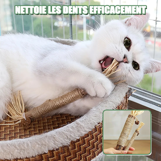 jouets-pour-chats-bâtonnet-à-mâcher-nettoyage-dents-santé-bucco-dentaire