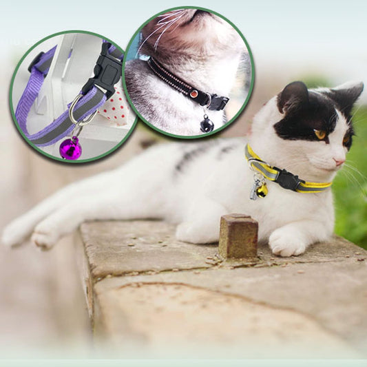 collier-pour-chat-propietaire-et-compagnon-heureux