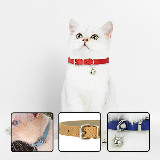 collier-pour-chat-indispensable-pour-tous-les-félins