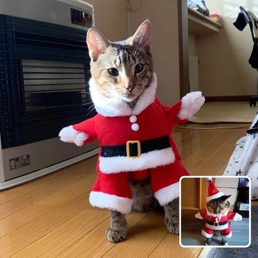 Déguisement pour chat incroyable