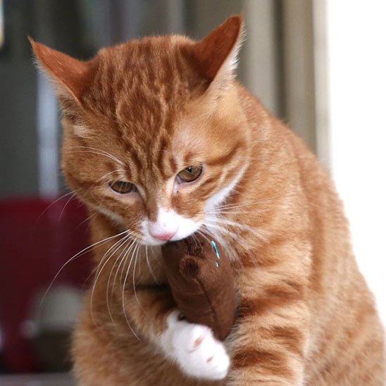 Jouet pour chat Adorable