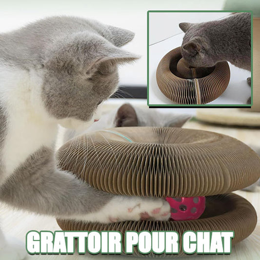 Chat-jouant-avec-le-jouet-pour-chat-Royaume-Griffoir-stimulant-la-santé