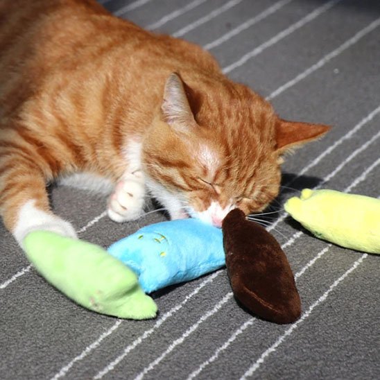 Jouet pour chat pour une meilleure santé bucco dentaire