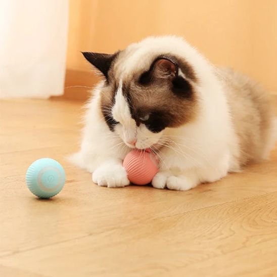 Jouet pour chat interactive