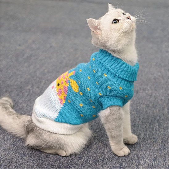 Pull pour Chat bleu